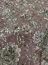 IMG_2578.webp