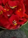 916 Flower Nose Pin